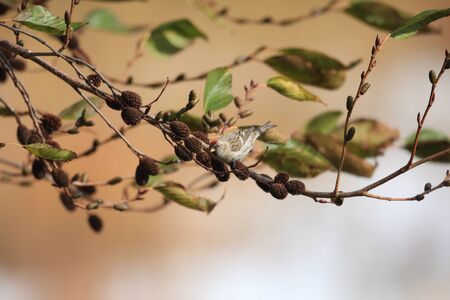 Common Redpoll  Carduelis flammea  in Japanの写真素材