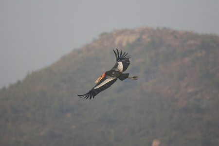 Greater adjutant stork  Leptoptilos dubius  in Indiaの写真素材