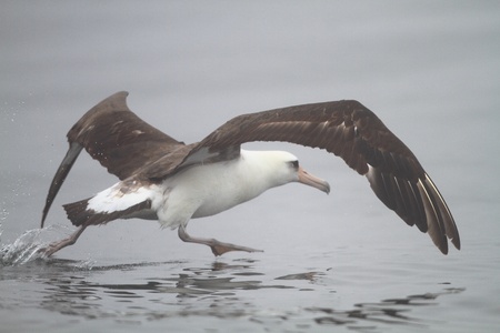 Laysan Albatross  Phoebastria immutabilis  in Nortn Japanの写真素材