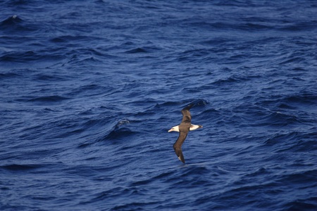 Laysan Albatross  Phoebastria immutabilis  in Nortn Japanの写真素材