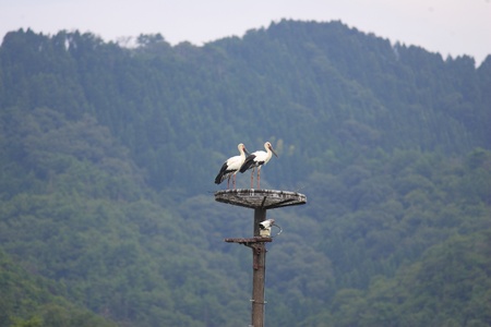 Oriental Stork  Ciconia boyciana  in Japanの写真素材