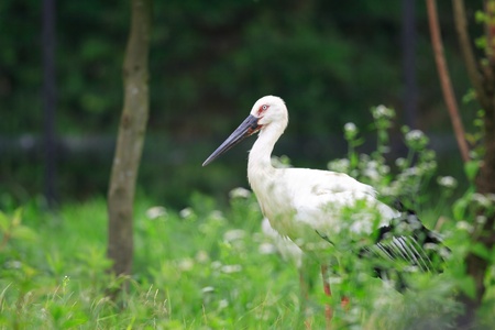 Oriental Stork  Ciconia boyciana  in Japanの写真素材