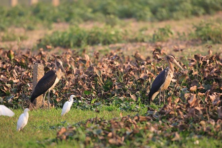 Lesser Adjutant bird, Leptoptilos javanicus, in&atilde, Indiaの写真素材