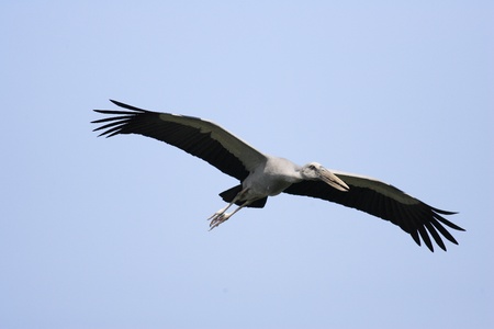 Asian Openbill Stork  Anastomus oscitans  in Thailandの写真素材