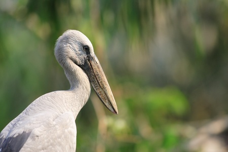 Asian Openbill Stork  Anastomus oscitans  in Thailandの写真素材