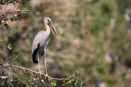 Asian Openbill Stork  Anastomus oscitans  in Thailandの写真素材
