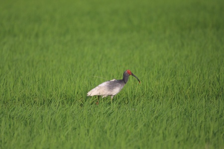 Crested Ibis in Japan Nipponia Nipponの写真素材