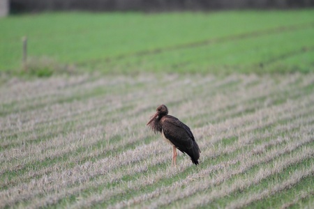 Black Stork Ciconia nigra in Japanの写真素材