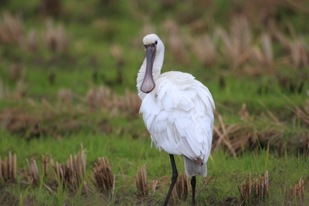 Eurasian Spoonbill Platalea leucorodia  in Japanの写真素材