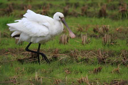 Eurasian Spoonbill Platalea leucorodia  in Japanの写真素材