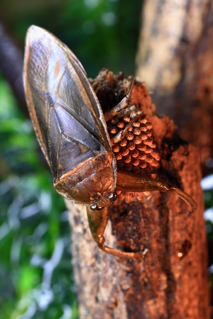 Giant water bug  Lethocerus deyrollei  parent and eggs in Japanの写真素材