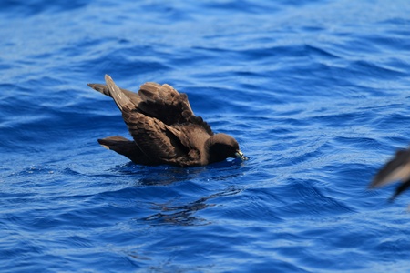 Black Petrel  Majaqueus parkinsoni  in NSW,Australiaの写真素材