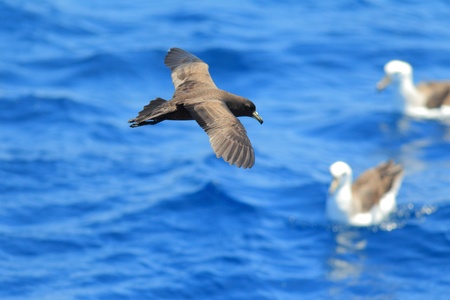 Black Petrel  Majaqueus parkinsoni  in NSW,Australiaの写真素材
