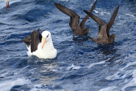  Albatross  Thalassarche melanophris impavida  flying in NSW,Australiaの写真素材