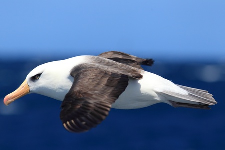  Albatross  Thalassarche melanophris impavida  flying in NSW,Australiaの写真素材