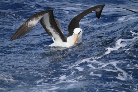  Albatross  Thalassarche melanophris impavida  flying in NSW,Australiaの写真素材