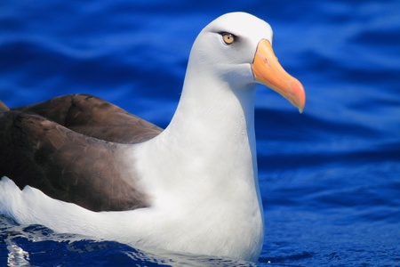  Albatross  Thalassarche melanophris impavida  flying in NSW,Australiaの写真素材