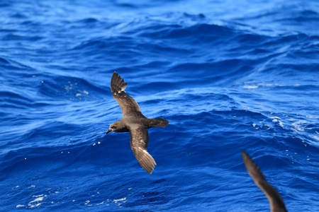 Grey-faced Petrel  Pterodroma macroptera  at Australiaの写真素材