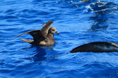 Grey-faced Petrel  Pterodroma macroptera  at Australiaの写真素材