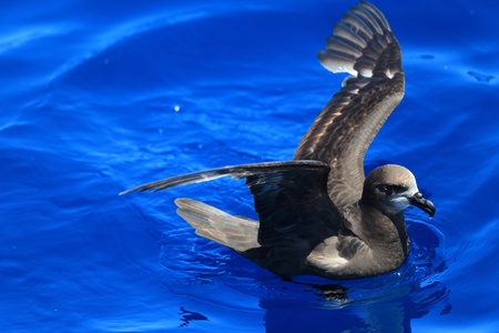 Grey-faced Petrel  Pterodroma macroptera  at Australiaの写真素材
