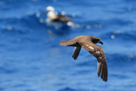 Grey-faced Petrel  Pterodroma macroptera  at Australiaの写真素材