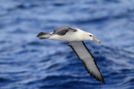 Shy Albatross  Thalassarche cauta   in Sydeyの写真素材