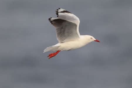 A silver gull fling over  the seaの写真素材