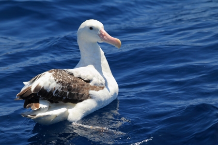 Wandering Albatross   Diomedea exulans gibsoni   at Australia の写真素材
