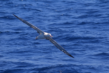 Wandering Albatross  Diomedea exulans gibsoni  at Australia の写真素材