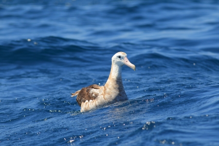 Wandering Albatross  Diomedea exulans gibsoni  at Australia の写真素材