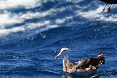 Wandering Albatross  Diomedea exulans gibsoni  at Australia の写真素材