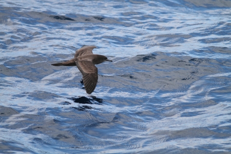 Wedge-tailed Shearwater  Procellaria pacifica  in Australia の写真素材