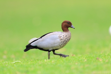 Australian Wood Ducks  Chenonetta Jubata  in Royal National Park,NSW,Australiaの写真素材