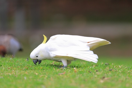 Sulphur Crested Cockatoo  Cacatua galerita  in Australiaの写真素材