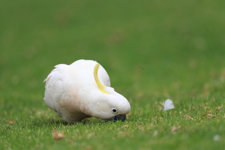 Sulphur Crested Cockatoo  Cacatua galerita  in Australiaの写真素材