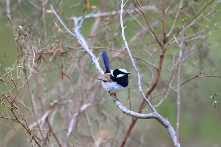 Superb Fairywren  Malurus cyaneus  in NSW,Australiaの写真素材