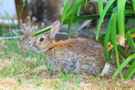 European Rabbit  Oryctolagus cuniculus の写真素材
