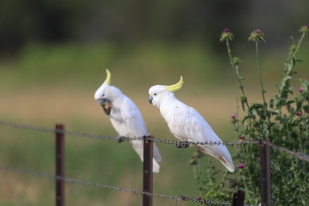 Sulphur Crested Cockatoo  Cacatua galerita の写真素材