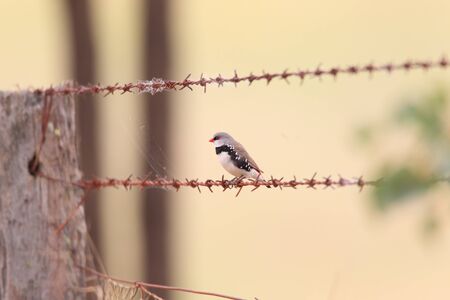 Diamond Firetail  Stagonopleura guttata  in NSW,Australiaの写真素材