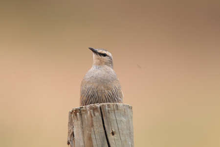 Brown Treecreeper  Climacteris picumnus  in NSW,Australia