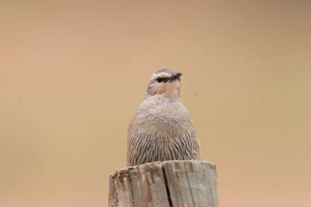 Brown Treecreeper  Climacteris picumnus  in NSW,Australiaの写真素材