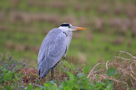 Grey heron  Ardea cinerea  in Japanの写真素材