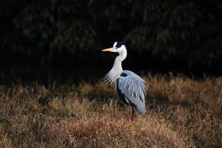 Grey heron  Ardea cinerea  in Japanの写真素材