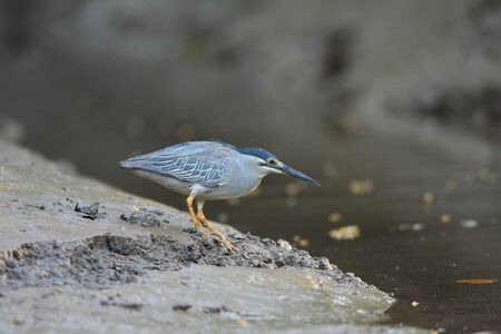 Striated heron  Butorides striatus  in Thailandの写真素材