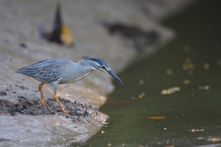 Striated heron  Butorides striatus  in Thailandの写真素材