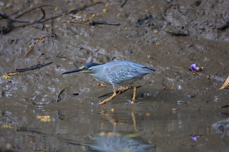 Striated heron  Butorides striatus  in Thailandの写真素材