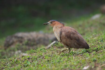 Malaysian night heron  Gorsachius melanolophus  in Taiwanの写真素材