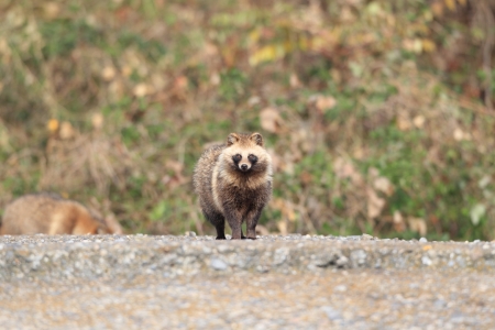 Raccoon Dog  Nyctereutes procyonoides  in Japanの写真素材