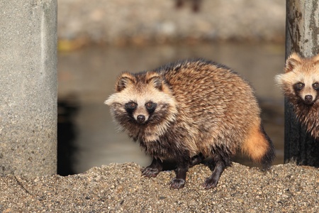 Raccoon Dog  Nyctereutes procyonoides  in Japanの写真素材