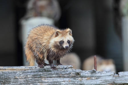 Raccoon Dog  Nyctereutes procyonoides  in Japanの写真素材